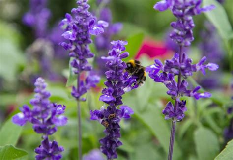Best Plants To Attract Bees And Butterflies Arboretum Your Home
