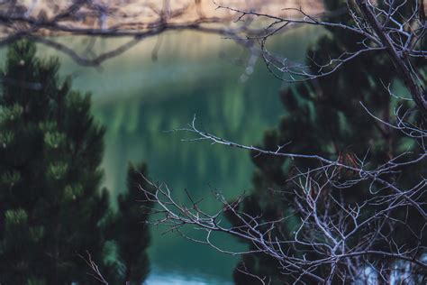 Selective Focus Photography Of Bare Trees · Free Stock Photo