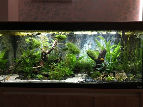 Difabio 20 Gallon Aquarium Design Ideas