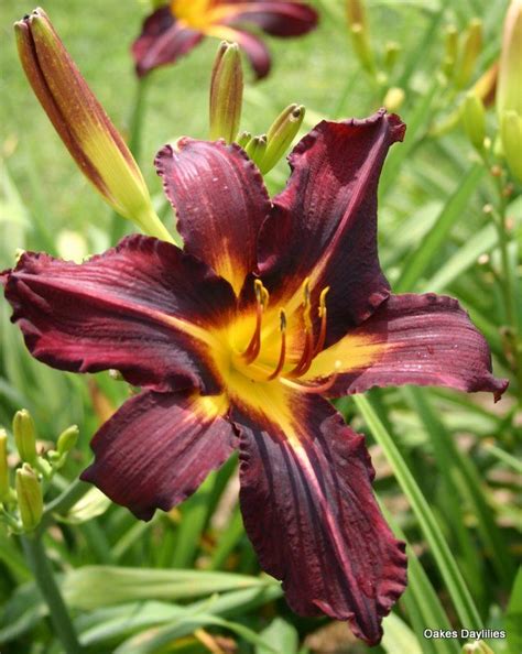 Black Gum Oakes Daylilies Day Lilies Daylilies