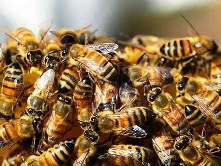 We have technicians located in all areas of the valley. Africanized Bee Removal in Phoenix & Scottsdale, AZ