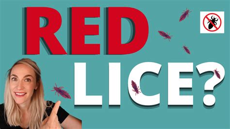 Red Lice Video Tutorial My Lice Advice