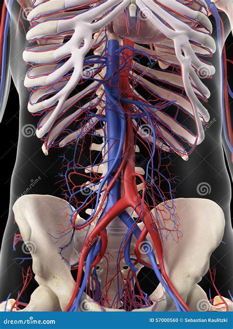 Arteries Veins And Lymph Nodes With Skeletal Body Anterior View