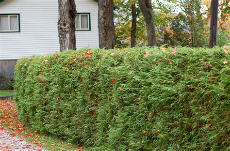 Living Privacy Fences Using Shrub Hedges