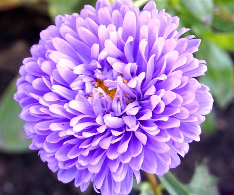 It is drought tolerant (meaning it will. light purple flowers - RENK RENK