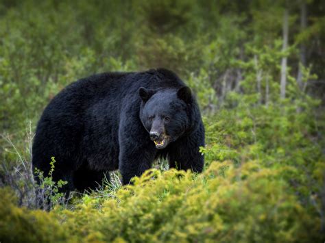 Black Bear Newfoundland And Labrador Canada