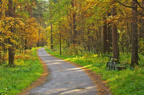 Paved Path In The Autumn Forest Stock Photo Image Of Foliage Forest