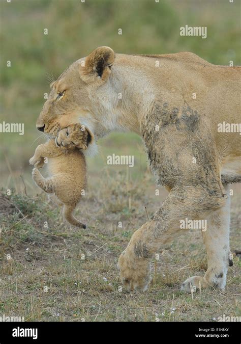 Masai Lioness Panthera Leo Nubica Carrying Cub In Her Mouth Mara