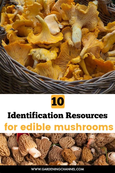 Is This Mushroom Edible 10 Identification Resources