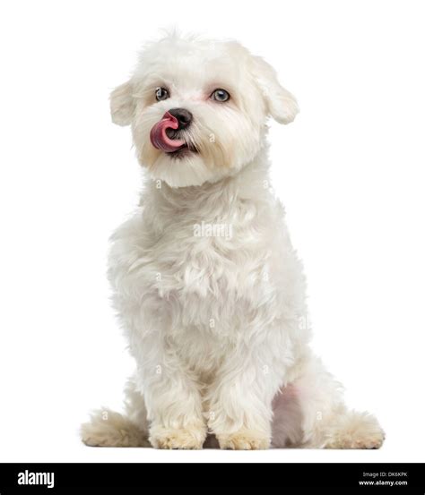 Maltese Licking Sitting 7 Months Old Against White Background Stock
