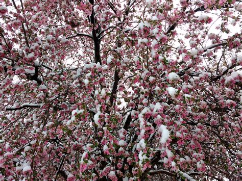 Spring Snow On Pink Crabapple Tree Picture Free