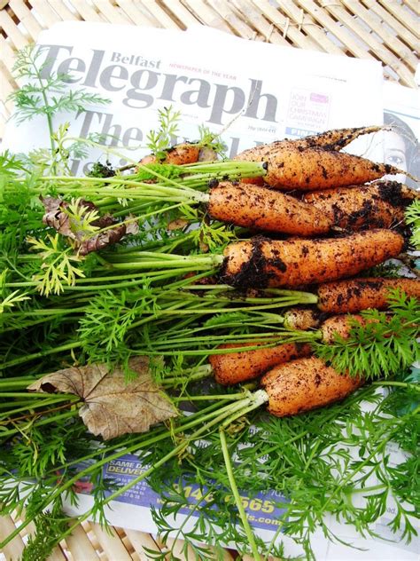Sep 22, 2021 · the northern ireland protocol aims to keep an open border between northern ireland and eu member state ireland, a key plank of the 1998 good friday agreement that brought an end to decades of. Kelli's Northern Ireland Garden: November Carrots