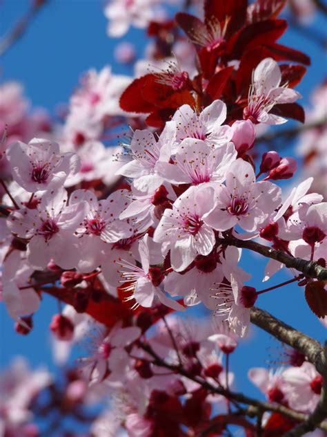 Cherry Blossom Tree Fruit