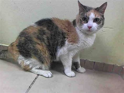 Meet our adorable adoptable animals! TO BE DESTROYED 7/1/14 ** SENIOR ALERT!! Brooklyn Center ...