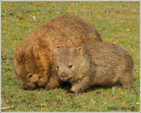 Wombat Mother And Baby Peter Van Rhijn Photography