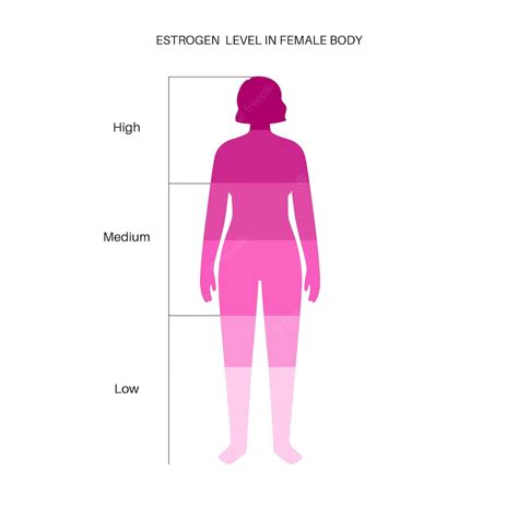 Premium Vector Estrogen Level Color Chart Sex Hormone Production By