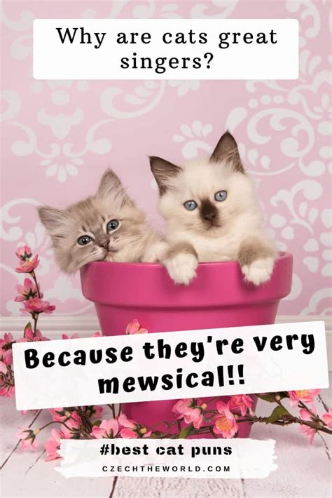 Best Cat Puns And Jokes That Are Simply Paw Some