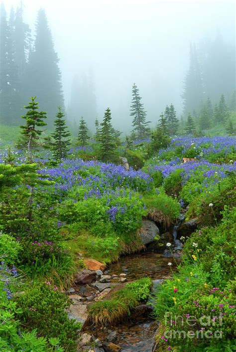 Meadows In The Mist Photograph By Mike Dawson Beautiful Nature Mists