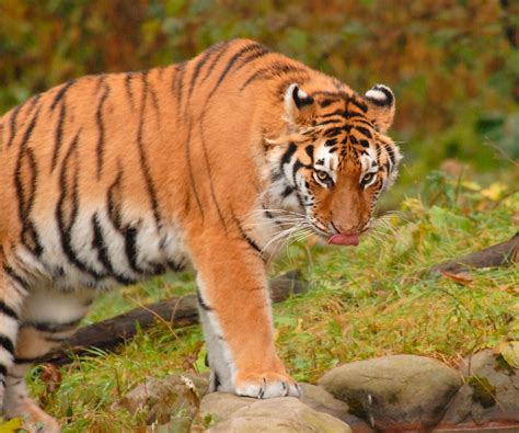 Siberian Tiger Panthera Tigris Altaica Got A Bit Of Wate Flickr