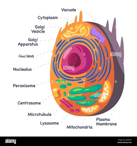 Structure Human Animal Cell Anatomy Diagram Of Mitochondion To Nucleus