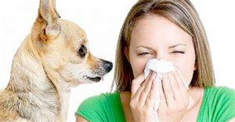 Dog And Cat Allergy Facts That Will Leave You Frozen Doglopedix