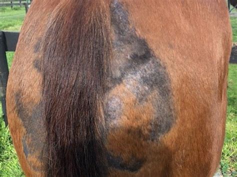 Healing Equine Skin Problems Herbally Healing Horses Naturally