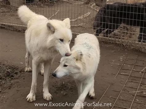 Wolf Dog Pups For Sale