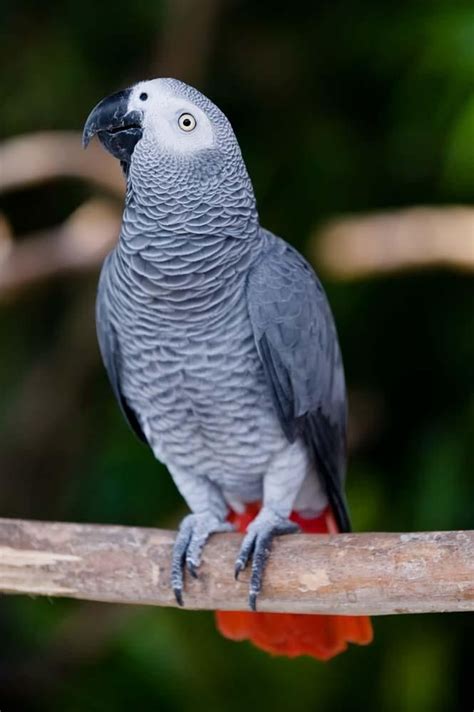Price Of An African Grey Parrot Brightsideoftheroadlyricsvanmorrison