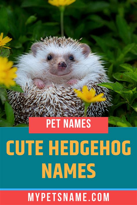 Hedgehog Names 160 Happy Names For Hedgehogs Artofit