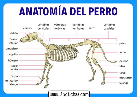 Esqueleto De Un Perro Abc Fichas
