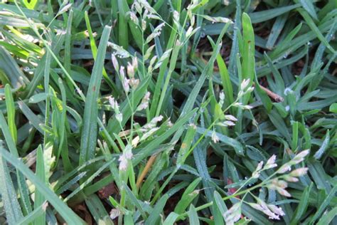 How To Get Rid And Control Of Winter Grass In Lawns Yates Australia