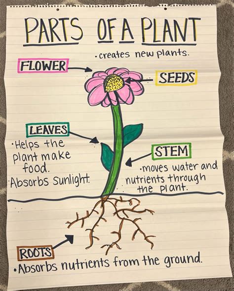 Parts Of A Plant Anchor Chart In 2022 Plants Anchor Charts Plants