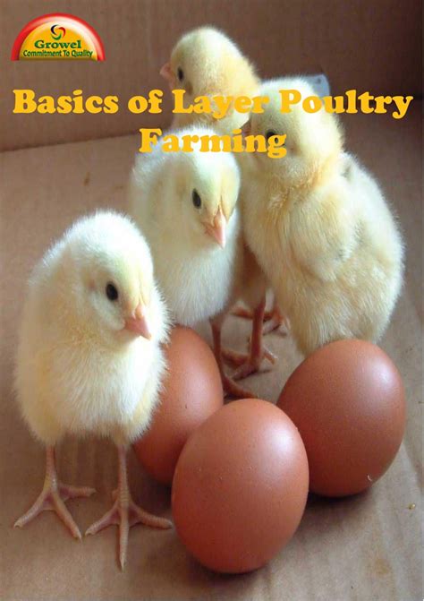 Basics Of Layer Poultry Farming