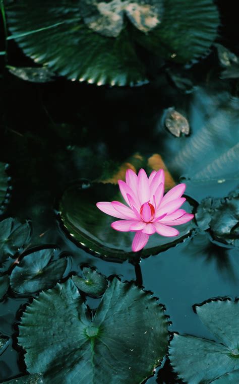 Pink Lotus Flower On Water Photo Free Delhi Image On Unsplash