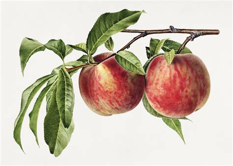 Peach Fruit Art Vintage Free Stock Photo Public Domain Pictures