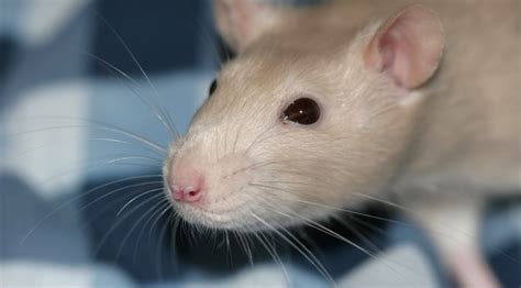 Rat Eyes Health Infection Blindness Understanding Pet Fancy Rats