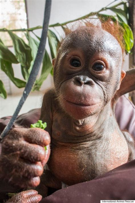 Mummified Baby Orangutans Incredible Transformation