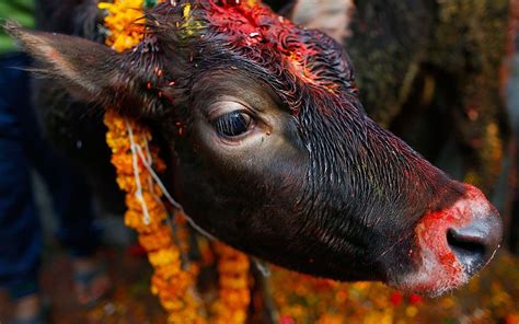 Diwali 2015 The Festival Of Lights In Pictures Picture Cow Nepal