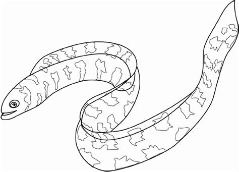 Eel Drawing at GetDrawings | Free download