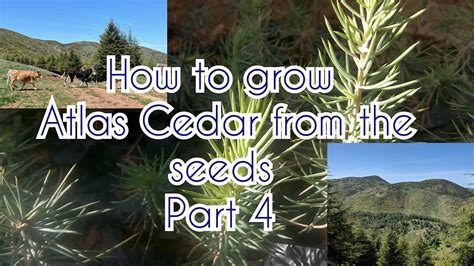 How To Grow Atlas Cedar From The Seeds Part 4 Youtube