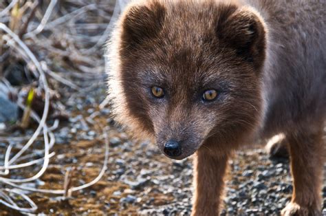 Fox on the run you scream and everybody comes a running take a run and hide yourself away foxy is on the run. Shemya Fox | Aleutian Fox Blue Phase of the Arctic Fox ...