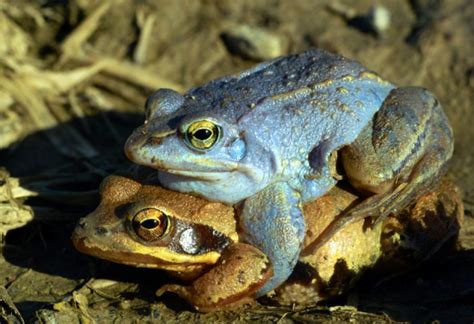 Wann Laichen Die Frösche Ablauf Des Laichvorganges