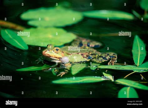 Edible Frog Rana Esculenta Germany Frogs Stock Photo Alamy
