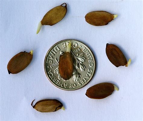 Maclura Pomifera Osage Orange Seeds Germinating Flickr Photo Sharing