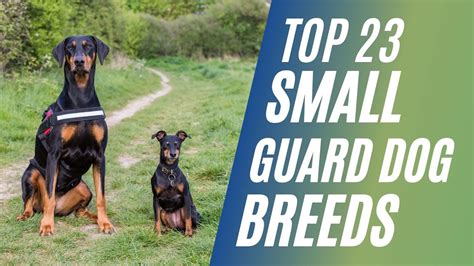 Top 23 Small Guard Dog Breeds For Tiny Apartments Youtube