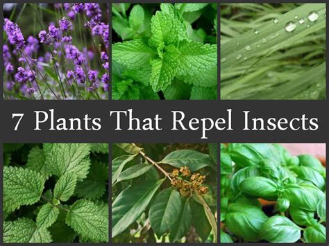 7 Plants That Repel Insects Newquay Garden Centre