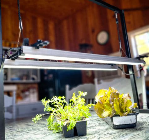 How To Hang Grow Lights In Grow Tents Comprehensive Guide Cultiuana
