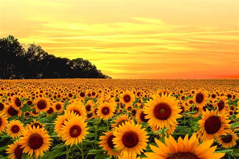 Fondo De Pantalla De Girasol Amarillo De Flores Girasoles Todo Fondos