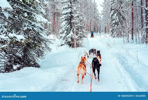 Husky Dog Sled At Finland In Lapland Winter Reflex Stock Image Image