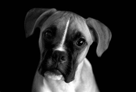 List Of Black Boxer Dogs Pictures For Your Website Black And White